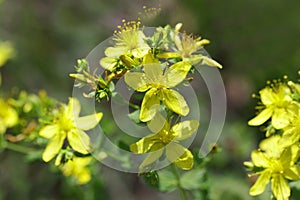 Blooming on the meadow with a wort close-up. Hypericum perforatum. photo