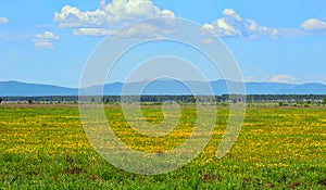 Blooming meadow of yellow dandelions. The forest and blue mountains of the Eastern Sayan Mountains are visible on the horizon.