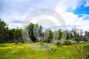 Blooming meadows with yellow field buttercups in National Park Tierra del Fuego, Paseo de la Isla, Patagonia, Argentina