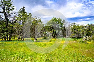 Blooming meadows with yellow field buttercups in National Park Tierra del Fuego, Paseo de la Isla, Patagonia, Argentina