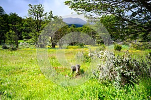 Blooming meadows with yellow field buttercups in National Park Tierra del Fuego, Paseo de la Isla, Patagonia, Argentina