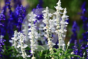 blooming Mealy Sage flowers