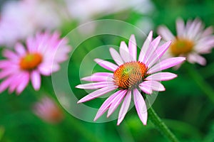 Blooming medicinal herb echinacea purpurea or coneflower