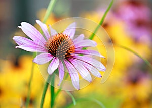 Blooming medicinal herb echinacea purpurea or coneflower