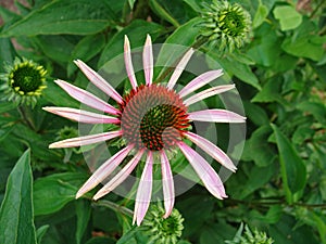 Blooming medicinal herb echinacea purpurea or coneflower.