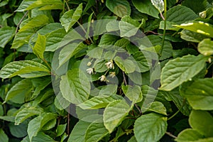 Blooming medicinal lemongrass. Schisandra chinensis