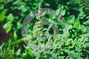 Blooming Melissa officinalis. Close-up, selective focus photo