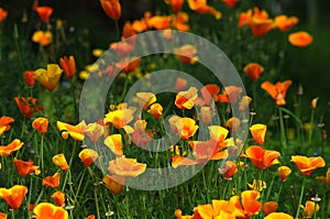 Blooming Mexican Gold Poppies in a garden in Florence photo