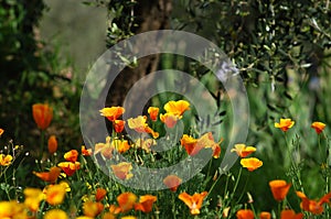 Blooming Mexican Gold Poppies in a garden in Florence photo