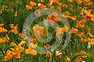 Blooming Mexican Gold Poppies in a garden in Florence photo