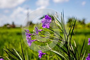 Blooming Mexican Petunia on the edge of a rice field, Umalas, Bali Island, Indonesia