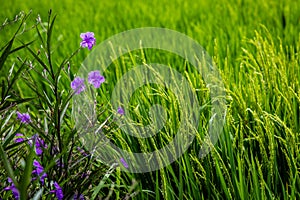 Blooming Mexican Petunia on the edge of a rice paddy, Umalas, Bali Island, Indonesia