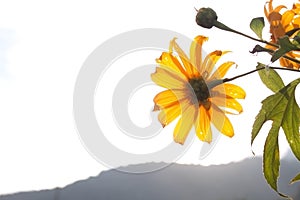 Blooming mexican sunflower