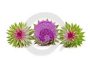 Blooming milk thistle isolated on white