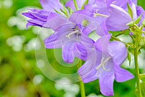 Blooming milky bellflower aka Campanula Lactiflora in the summer garden