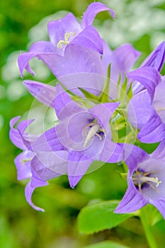 Blooming milky bellflower aka Campanula Lactiflora in the summer garden