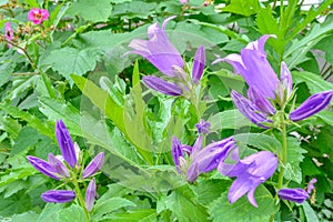 Blooming milky bellflower aka Campanula Lactiflora in the summer garden