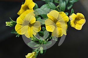 Blooming Million Bells (Calibrachoa)