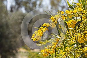 Blooming mimosa branches, Acacia pycnantha. Spring floral natural background concept. Copy space