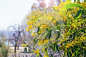 Blooming mimosa branches, Acacia pycnantha. Spring floral natural background concept. Copy space