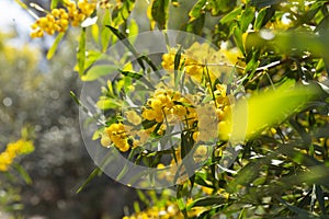 Blooming mimosa branches, Acacia pycnantha. Spring floral natural background concept. Copy space