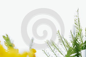 Blooming mimosa plant yellow flowers and green leaves close up macro on white isolated background