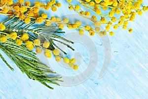 Blooming Mimosa spring flowers on blue concrete background. Branch of yellow mimosa close up