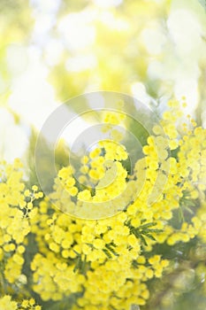 Blooming mimosa tree and blue sky. seasonal floral background.