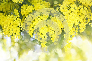 Blooming mimosa tree and blue sky. seasonal floral background.