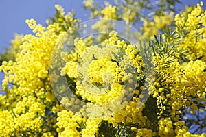 Blooming mimosa tree and blue sky. seasonal floral background.