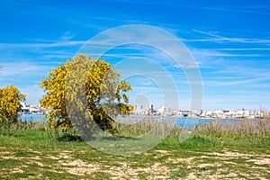 Blooming mimosa tree on the green grass on the shore against the background of the river, overlooking the city Portimao, Portugal