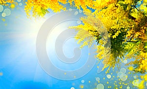 Blooming mimosa tree over blue sky