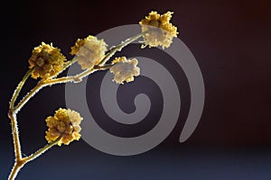 Blooming mimosa twig plant yellow flowers close up macro on gradient soft blue dark background. Spring background