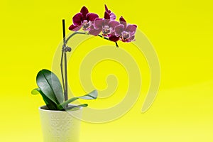 Blooming Mini Velvet Burgundy  Phalaenopsis Orchid Plant isolated on bright yellow background. Moth Orchids. Tribe: Vandeae.