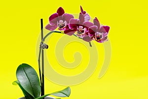 Blooming Mini Velvet Burgundy  Phalaenopsis Orchid Plant isolated on bright yellow background. Moth Orchids. Tribe: Vandeae.