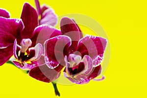 Blooming Mini Velvet Burgundy  Phalaenopsis Orchid Plant isolated on bright yellow background. Moth Orchids. Tribe: Vandeae.