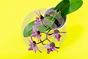 Blooming Mini Velvet Burgundy  Phalaenopsis Orchid Plant isolated on bright yellow background. Moth Orchids. Tribe: Vandeae.