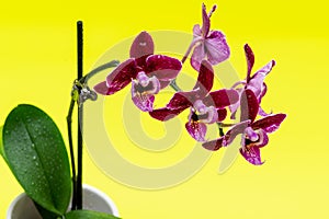 Blooming Mini Velvet Burgundy  Phalaenopsis Orchid Plant isolated on bright yellow background. Moth Orchids. Tribe: Vandeae.