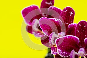 Blooming Mini Velvet Burgundy  Phalaenopsis Orchid Plant isolated on bright yellow background. Moth Orchids. Tribe: Vandeae.