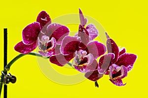 Blooming Mini Velvet Burgundy  Phalaenopsis Orchid Plant isolated on bright yellow background. Moth Orchids. Tribe: Vandeae.