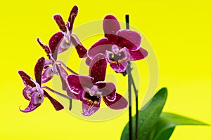 Blooming Mini Velvet Burgundy  Phalaenopsis Orchid Plant isolated on bright yellow background. Moth Orchids. Tribe: Vandeae.