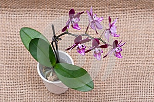 Blooming Mini Velvet Burgundy  Phalaenopsis Orchid Plant isolated on natural burlap background. Moth Orchids. Tribe: Vandeae.