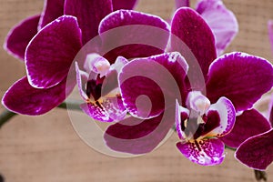 Blooming Mini Velvet Burgundy  Phalaenopsis Orchid Plant isolated on natural burlap background. Moth Orchids. Tribe: Vandeae.