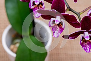 Blooming Mini Velvet Burgundy  Phalaenopsis Orchid Plant  on natural burlap background. Moth Orchids. Tribe: Vandeae.
