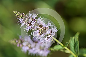 Blooming mint on the blur background.