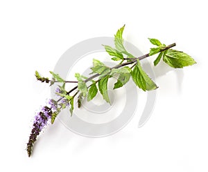 Blooming mint flower