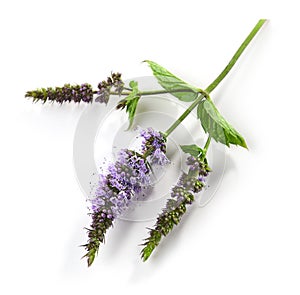 Blooming mint flower