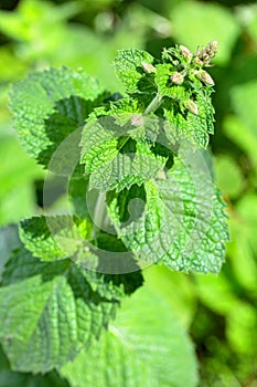 Blooming mint in the garden