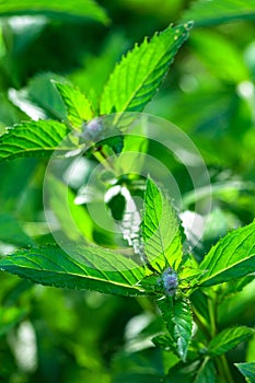 Blooming mint in the garden