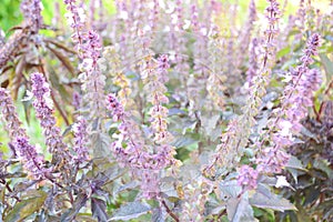 Blooming mint in the vegetable garden